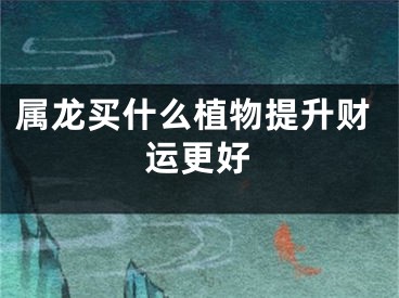 属龙买什么植物提升财运更好