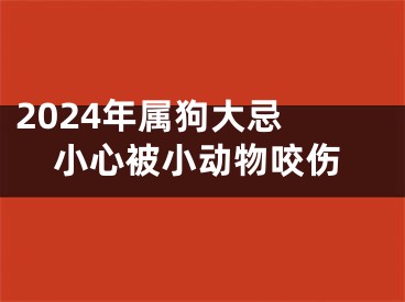 2024年属狗大忌 小心被小动物咬伤