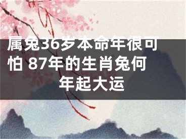 属兔36岁本命年很可怕 87年的生肖兔何年起大运