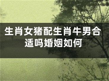 生肖女猪配生肖牛男合适吗婚姻如何