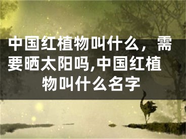 中国红植物叫什么，需要晒太阳吗,中国红植物叫什么名字