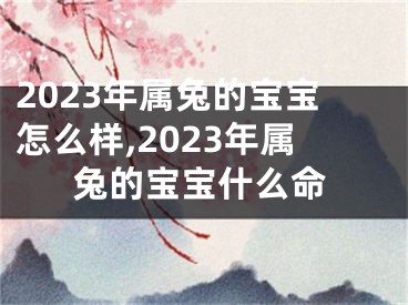 2023年属兔的宝宝怎么样,2023年属兔的宝宝什么命