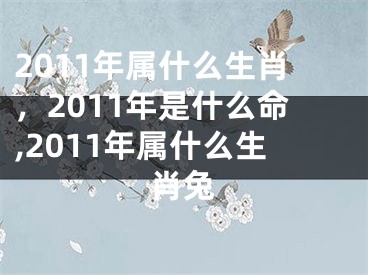 2011年属什么生肖，2011年是什么命,2011年属什么生肖兔