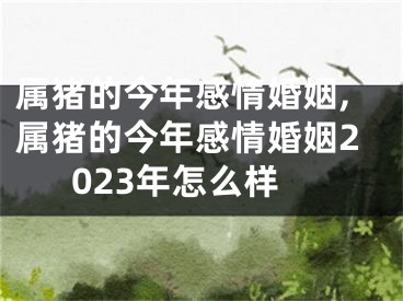 属猪的今年感情婚姻,属猪的今年感情婚姻2023年怎么样