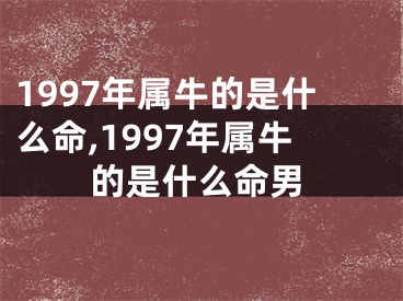 1997年属牛的是什么命,1997年属牛的是什么命男
