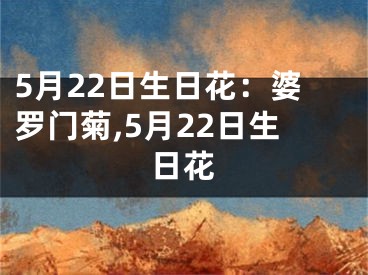 5月22日生日花：婆罗门菊,5月22日生日花