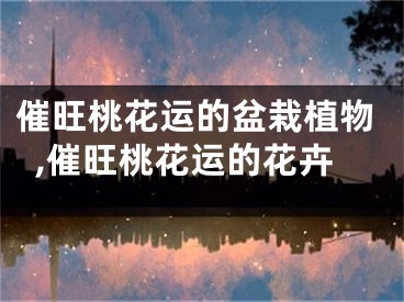 催旺桃花运的盆栽植物,催旺桃花运的花卉