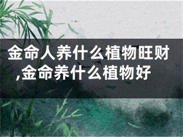 金命人养什么植物旺财,金命养什么植物好