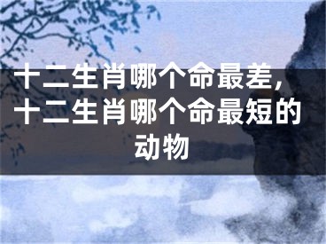 十二生肖哪个命最差,十二生肖哪个命最短的动物