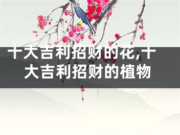 十大吉利招财的花,十大吉利招财的植物