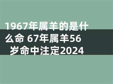 1967年属羊的是什么命 67年属羊56岁命中注定2024