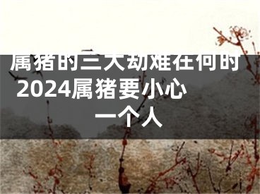 属猪的三大劫难在何时 2024属猪要小心一个人