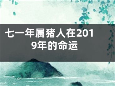 七一年属猪人在2019年的命运