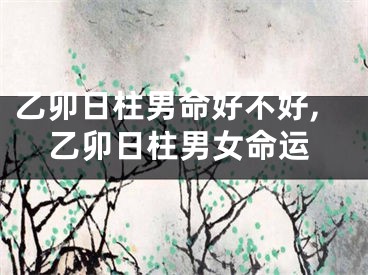 乙卯日柱男命好不好,乙卯日柱男女命运