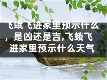 飞蛾飞进家里预示什么，是凶还是吉,飞蛾飞进家里预示什么天气