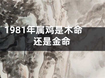 1981年属鸡是木命还是金命