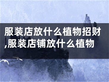 服装店放什么植物招财,服装店铺放什么植物