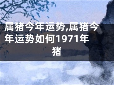 属猪今年运势,属猪今年运势如何1971年猪