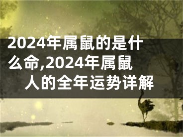 2024年属鼠的是什么命,2024年属鼠人的全年运势详解