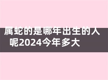 属蛇的是哪年出生的人呢2024今年多大