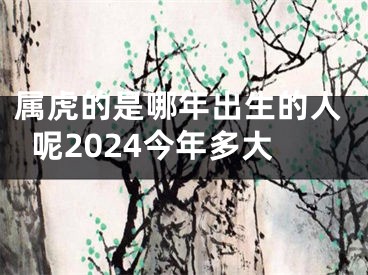 属虎的是哪年出生的人呢2024今年多大