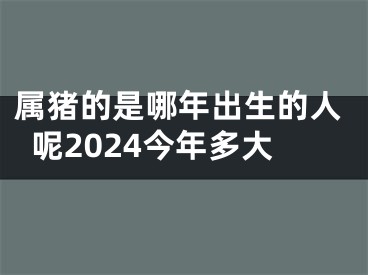 属猪的是哪年出生的人呢2024今年多大