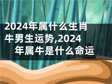 2024年属什么生肖牛男生运势,2024年属牛是什么命运