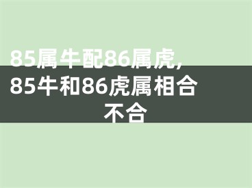 85属牛配86属虎,85牛和86虎属相合不合