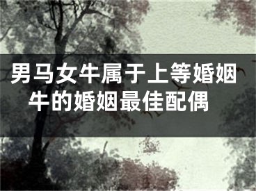 男马女牛属于上等婚姻 牛的婚姻最佳配偶
