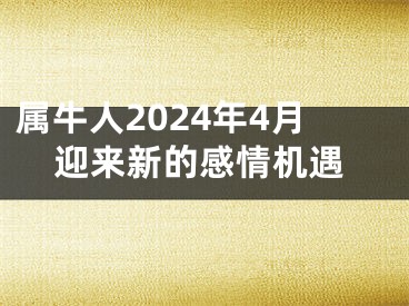 属牛人2024年4月迎来新的感情机遇