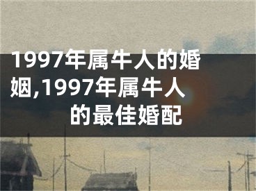 1997年属牛人的婚姻,1997年属牛人的最佳婚配