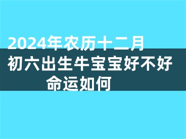 2024年农历十二月初六出生牛宝宝好不好 命运如何 