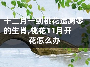 十二月一到桃花运凋零的生肖,桃花11月开花怎么办
