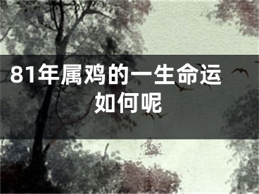 81年属鸡的一生命运如何呢