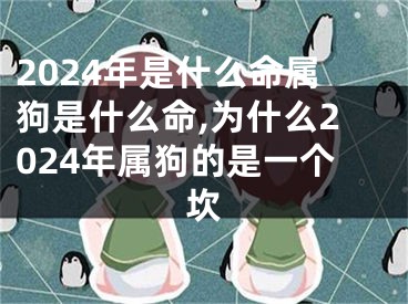 2024年是什么命属狗是什么命,为什么2024年属狗的是一个坎