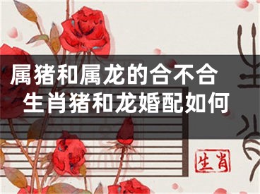 属猪和属龙的合不合 生肖猪和龙婚配如何