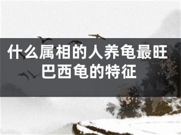 什么属相的人养龟最旺巴西龟的特征