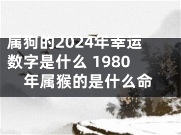 属狗的2024年幸运数字是什么 1980年属猴的是什么命