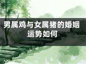 男属鸡与女属猪的婚姻运势如何