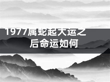 1977属蛇起大运之后命运如何