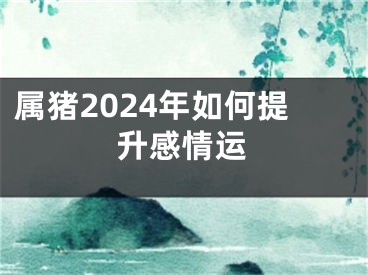 属猪2024年如何提升感情运