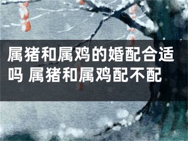 属猪和属鸡的婚配合适吗 属猪和属鸡配不配