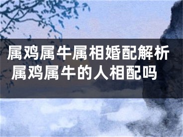 属鸡属牛属相婚配解析 属鸡属牛的人相配吗