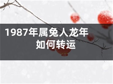 1987年属兔人龙年如何转运