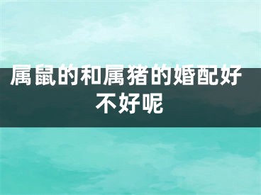 属鼠的和属猪的婚配好不好呢
