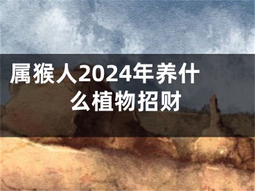 属猴人2024年养什么植物招财