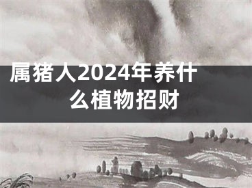 属猪人2024年养什么植物招财