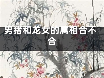 男猪和龙女的属相合不合