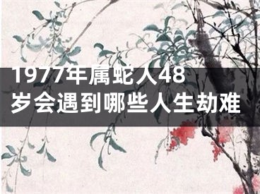 1977年属蛇人48岁会遇到哪些人生劫难
