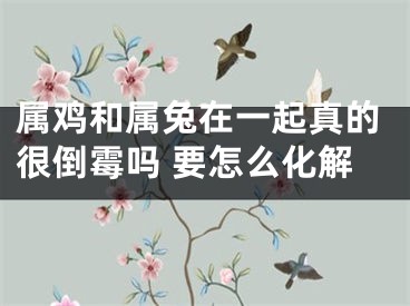 属鸡和属兔在一起真的很倒霉吗 要怎么化解